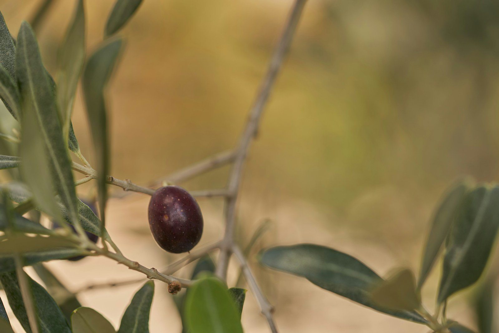 kalamata olive symbolizing the start of chronic illness identity loss