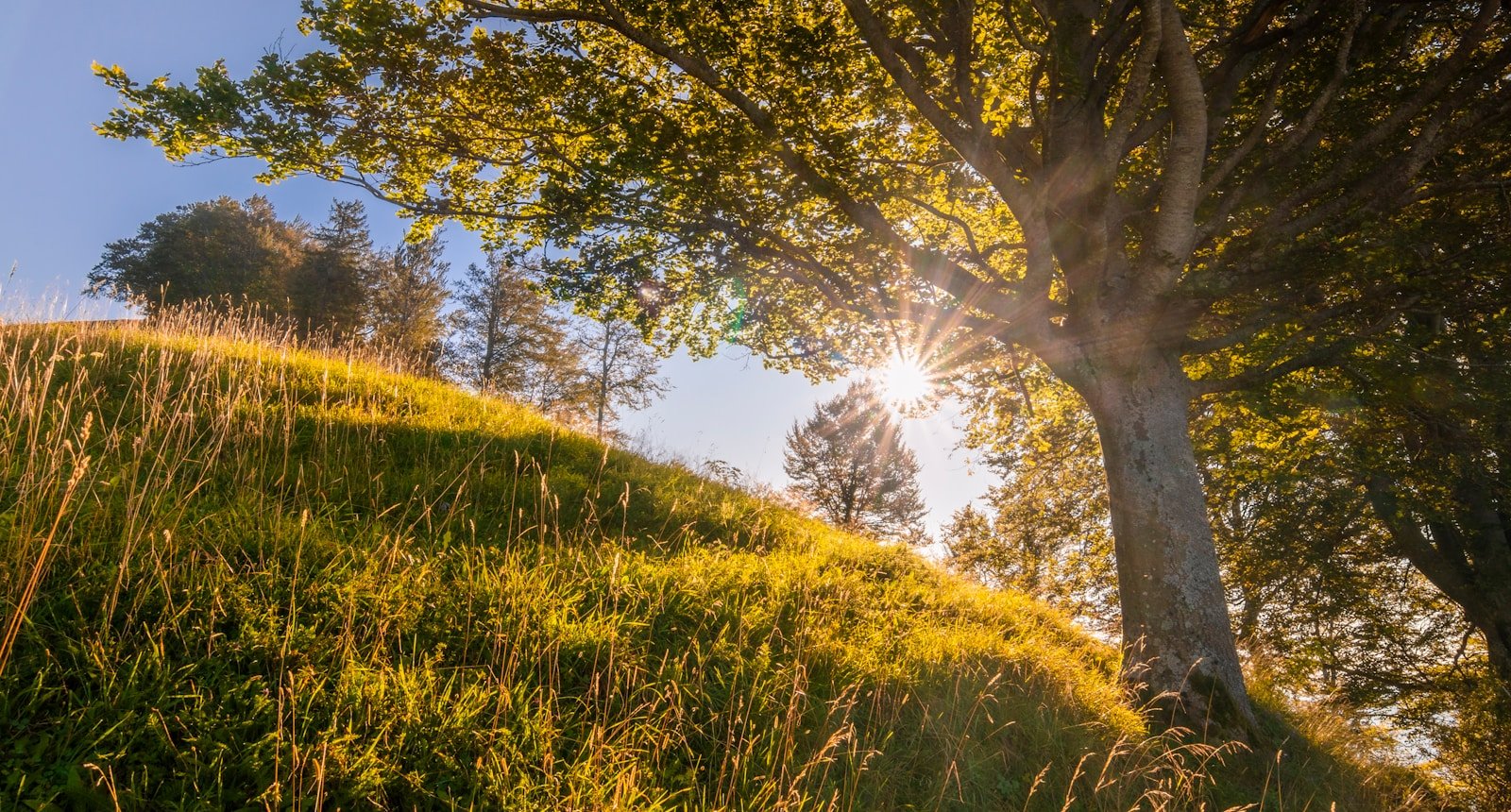 Tree on a grassy hill at sunset — symbolizing clarity and mindset shift with chronic pain